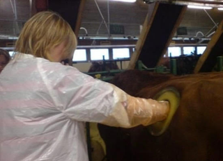 Illustration for article titled Stick Your Arm Inside A Cow's Stomach. No, Seriously